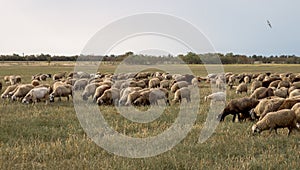 Flock of sheep grazes in nature. Countryside, agriculture. Natural rustic background. Pet walk. Selective focus. Beautiful animals