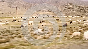 A flock of sheep grazes on a pasture in the Altai mountains. The video camera moves along a line of grazing sheep at medium speed