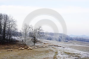 Flock of sheep grazes in Romanian countryside