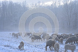 Flock of sheep grazes on a snow-covered field