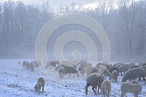 Flock of sheep grazes on a snow-covered field photo