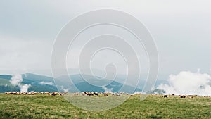 Flock sheep grazes on the top of Romanian Carpathians. Picturesque mountain landscape with clouds.