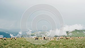 Flock sheep grazes on the top of Romanian Carpathians. Picturesque mountain landscape with clouds.