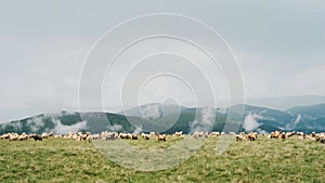 Flock sheep grazes on the top of Romanian Carpathians. Picturesque mountain landscape with clouds.