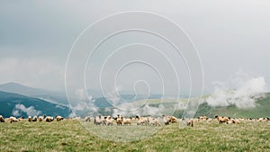 Flock sheep grazes on the top of Romanian Carpathians. Picturesque mountain landscape with clouds.