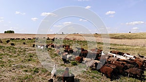 Flock of sheep grazes in a wild meadow. Aerial view