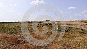 Flock of sheep grazes in a wild meadow. Aerial view