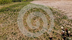 Flock of sheep grazes in a wild meadow. Aerial view