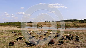 Flock of sheep grazes in a wild meadow. Aerial view