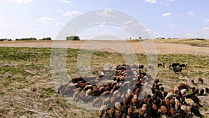 Flock of sheep grazes in a wild meadow. Aerial view