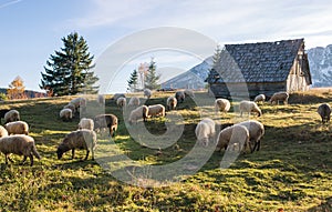 Flock of sheep grazing