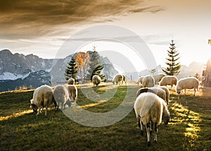 Flock of sheep grazing