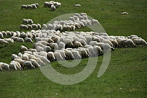 Flock of sheep grazing