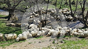 Flock of sheep grazing