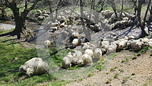 Flock of sheep grazing