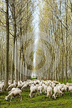 Flock of sheep grazing