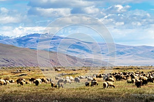 A flock of sheep grazing in the autumn Chui valley