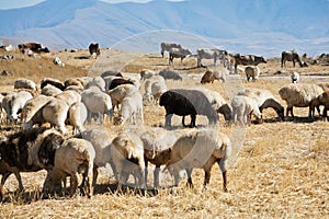 Flock of sheep grazing on autumn grass