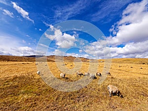 Flock of sheep grazing in autumn sunny meadow with blue sky and snow mountain background , beautiful landscape of Ruoergai prairie