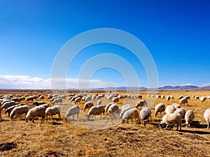 Flock of sheep grazing in autumn sunny meadow with blue sky and snow mountain background , beautiful landscape of Ruoergai prairie