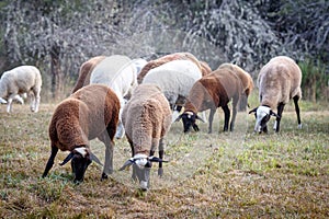 Flock of sheep grazing on a beautiful mountain meadow