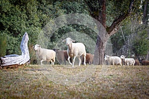 Flock of sheep grazing on a beautiful mountain meadow