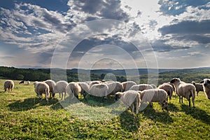 Flock of sheep grazing on beautiful mountain meadow