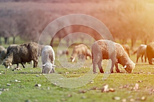 Flock of sheep grazing on beautiful mountain meadow