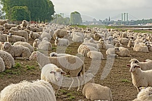 Flock of sheep grazing on the borders of river Rhine