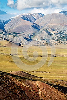A flock of sheep grazing in the Chui steppe