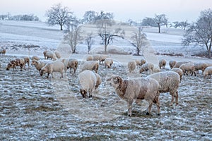 Flock of sheep grazing on a cold winter morning.