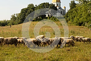 A flock of sheep grazing in the countryside. Behind them on the hill is a church