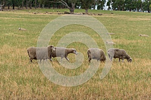 Flock of sheep grazing on countryside paddock