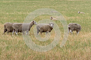 Flock of sheep grazing on countryside paddock