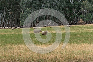 Flock of sheep grazing on countryside paddock
