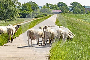 A flock of sheep grazing on a dike on the river Elbe.
