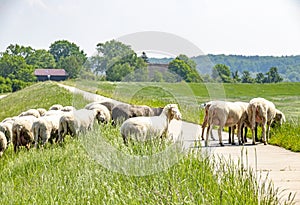 A flock of sheep grazing on a dike on the river Elbe.