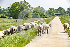 A flock of sheep grazing on a dike on the river Elbe.