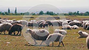 Flock of Sheep Grazing and Eat Grass on Meadow. Animals Walk on Field