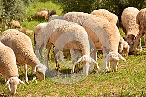 Flock of sheep grazing photo