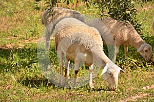 Flock of sheep grazing photo