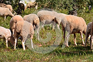 Flock of sheep grazing photo