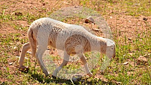 Flock of sheep grazing photo