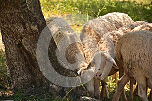 Flock of sheep grazing photo