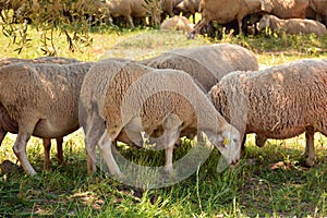 Flock of sheep grazing photo
