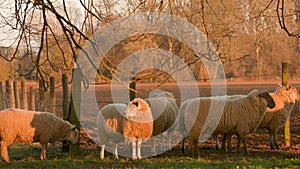 Flock of sheep grazing, eating grass walking in a field with trees and a fence on a farm at sunset or sunrise