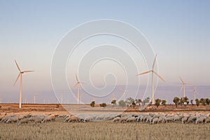 Flock of sheep grazing at electric wind turbines farm