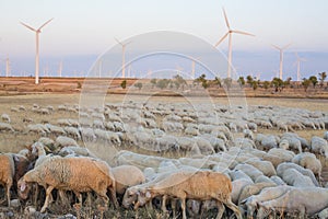 Flock of sheep grazing at electric wind turbines farm