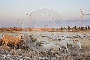 Flock of sheep grazing at electric wind turbines farm