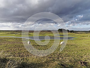 A Flock of Sheep grazing on the Farmland behind the Coast and east Coast railway line near to Arbroath